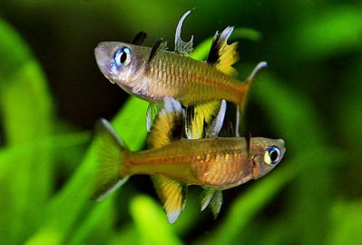 /images/product_images/info_images/fish/psevdomugil-signipher-pseudomugil-signifer_3.jpg