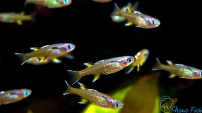 /images/product_images/info_images/fish/psevdomugil-signipher-pseudomugil-signifer_5.jpg