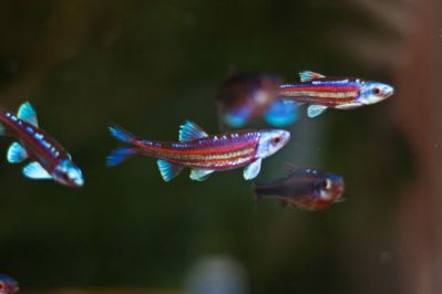 /images/product_images/info_images/fish/raduzhnoe-sijanie---notropsis-chrosomus_1.jpg