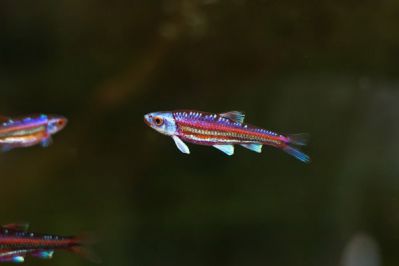 /images/product_images/info_images/fish/raduzhnoe-sijanie---notropsis-chrosomus_2.jpg