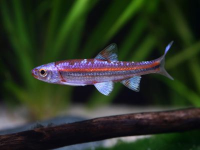 /images/product_images/info_images/fish/raduzhnoe-sijanie---notropsis-chrosomus_3.jpg