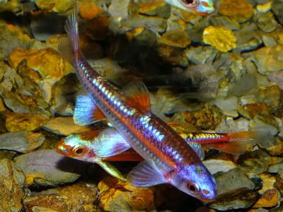 /images/product_images/info_images/fish/raduzhnoe-sijanie---notropsis-chrosomus_6.jpg