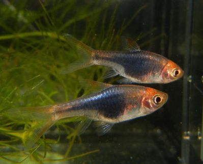 /images/product_images/info_images/fish/rasbora-chjornyj-diamant---black-harlequin_4.jpg