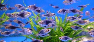 /images/product_images/info_images/fish/rasbora-chjornyj-diamant---black-harlequin_5.jpg