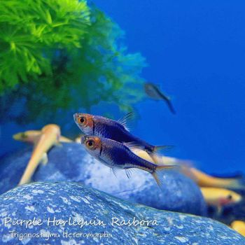 /images/product_images/info_images/fish/rasbora-chjornyj-diamant---black-harlequin_6.jpg