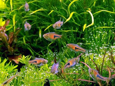 /images/product_images/info_images/fish/rasbora-espei_1.jpg