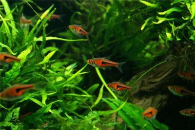 /images/product_images/info_images/fish/rasbora-espei_2.jpg