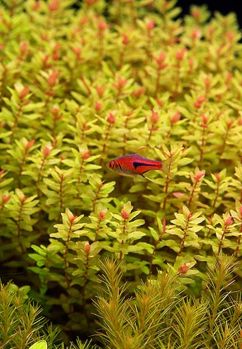 /images/product_images/info_images/fish/rasbora-espei_3.jpg