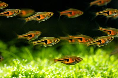 /images/product_images/info_images/fish/rasbora-espei_4.jpg