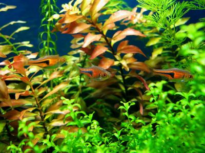/images/product_images/info_images/fish/rasbora-espei_5.jpg