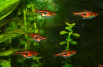 /images/product_images/info_images/fish/rasbora-espei_6.jpg