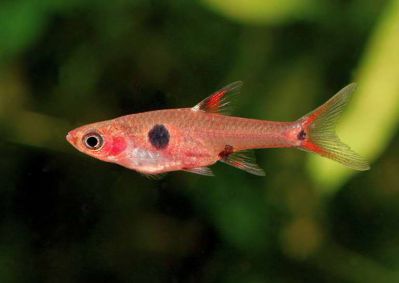 /images/product_images/info_images/fish/rasbora-pigmej_1.jpg