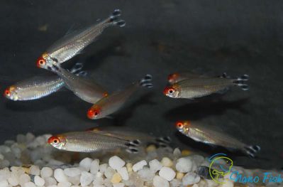 /images/product_images/info_images/fish/rodostomus-hemigrammus-rhodostomus_1.jpg