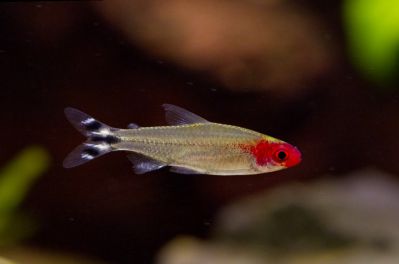 /images/product_images/info_images/fish/rodostomus-hemigrammus-rhodostomus_4.jpg