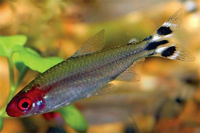 /images/product_images/info_images/fish/rodostomus-hemigrammus-rhodostomus_5.jpg