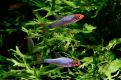 /images/product_images/info_images/fish/savbva-resplendens---sawbwa-resplendens_1.jpg