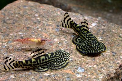 /images/product_images/info_images/fish/sevelija-razlinovanaja---sewellia-lineolata_1.jpg