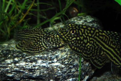 /images/product_images/info_images/fish/sevelija-razlinovanaja---sewellia-lineolata_2.jpg