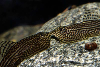 /images/product_images/info_images/fish/sevelija-razlinovanaja---sewellia-lineolata_3.jpg