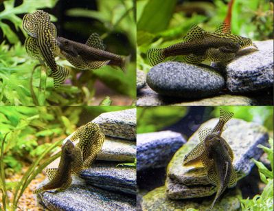/images/product_images/info_images/fish/sevelija-razlinovanaja---sewellia-lineolata_4.jpg