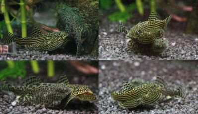 /images/product_images/info_images/fish/sevelija-razlinovanaja---sewellia-lineolata_5.jpg
