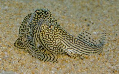 /images/product_images/info_images/fish/sevelija-razlinovanaja---sewellia-lineolata_6.jpg