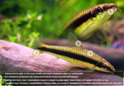 /images/product_images/info_images/fish/siamskij-vodorosleed-sae-siamese-algae-eater_1.jpg