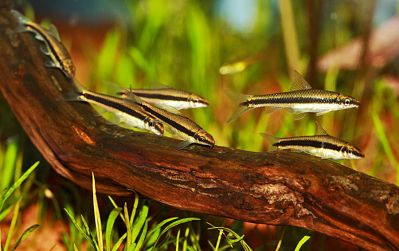 /images/product_images/info_images/fish/siamskij-vodorosleed-sae-siamese-algae-eater_6.jpg