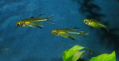 /images/product_images/info_images/fish/solnechnyj-luch-telmatherina-ladigesi_2.jpg