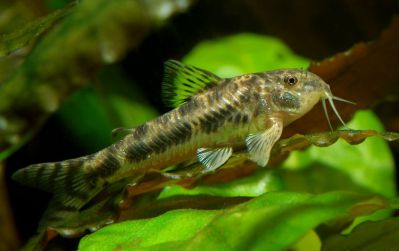 /images/product_images/info_images/fish/somik-aspidoras---aspidoras-spilotus_1.jpg