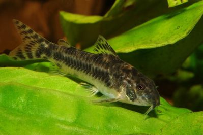 /images/product_images/info_images/fish/somik-aspidoras---aspidoras-spilotus_6.jpg