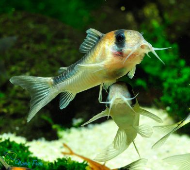 /images/product_images/info_images/fish/somik-duplikareus---corydoras-duplicareus_1.jpg