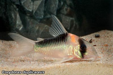 /images/product_images/info_images/fish/somik-duplikareus---corydoras-duplicareus_2.jpg