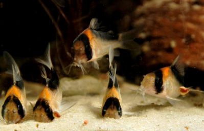 /images/product_images/info_images/fish/somik-duplikareus---corydoras-duplicareus_3.jpg