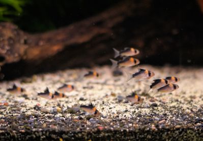 /images/product_images/info_images/fish/somik-duplikareus---corydoras-duplicareus_5.jpeg