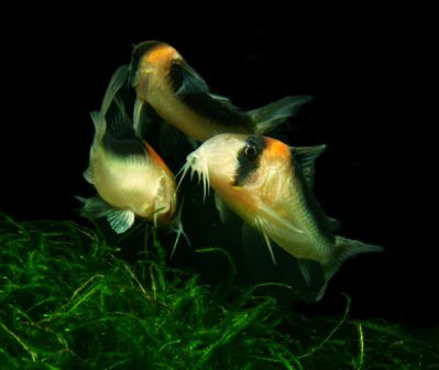 /images/product_images/info_images/fish/somik-duplikareus---corydoras-duplicareus_6.jpg