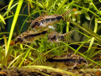 /images/product_images/info_images/fish/somik-habrosus---corydoras-habrosus_1.jpg