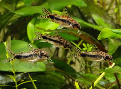 /images/product_images/info_images/fish/somik-habrosus---corydoras-habrosus_2.jpg