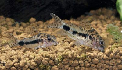 /images/product_images/info_images/fish/somik-habrosus---corydoras-habrosus_3.jpg