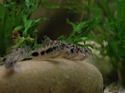 /images/product_images/info_images/fish/somik-habrosus---corydoras-habrosus_4.jpg