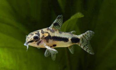 /images/product_images/info_images/fish/somik-habrosus---corydoras-habrosus_5.jpg