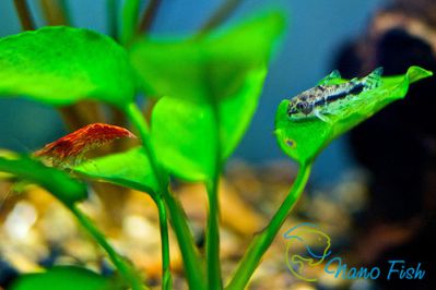 /images/product_images/info_images/fish/somik-habrosus---corydoras-habrosus_6.jpg