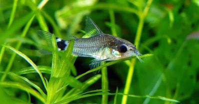 Сомик Хастатус - Corydoras hastatus