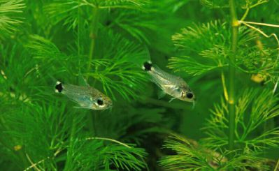 /images/product_images/info_images/fish/somik-hastatus---corydoras-hastatus_2.jpg