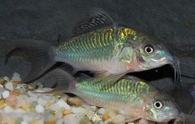 /images/product_images/info_images/fish/somik-izumrudnyj-brochis-splendens_1.jpg