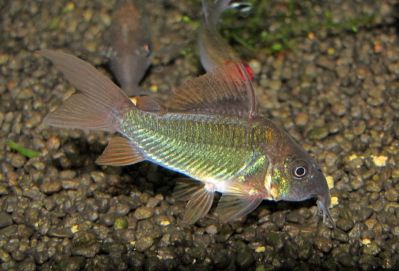 /images/product_images/info_images/fish/somik-izumrudnyj-brochis-splendens_2.jpg