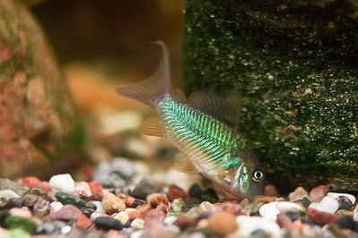 /images/product_images/info_images/fish/somik-izumrudnyj-brochis-splendens_3.jpg