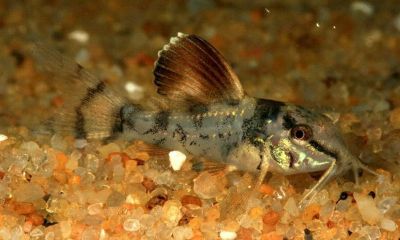 /images/product_images/info_images/fish/somik-izumrudnyj-brochis-splendens_4.jpg