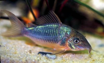 /images/product_images/info_images/fish/somik-izumrudnyj-brochis-splendens_5.jpg