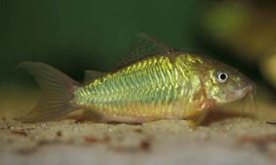 /images/product_images/info_images/fish/somik-izumrudnyj-brochis-splendens_6.jpg